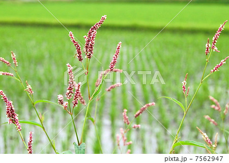 水田の畦道に咲くイヌタデ：赤まんま 7562947