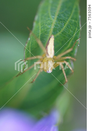 笹蜘蛛　ササグモと申します。　歩き回って餌を探します。 7563094