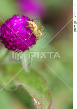 笹蜘蛛 ササグモと申します。 歩き回って餌を探します。 笹蜘蛛 ササグモと申します。 歩き回って餌を探します。 7563096