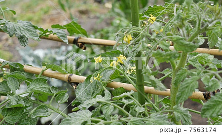 トマト トマト 7563174