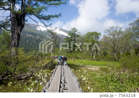 尾瀬ヶ原 尾瀬ヶ原 7563218