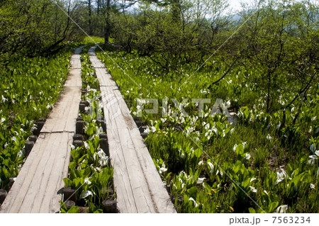 尾瀬ヶ原 7563234