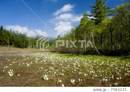 尾瀬ヶ原 尾瀬ヶ原 7563235