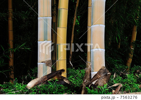 キンメイチク 7563276