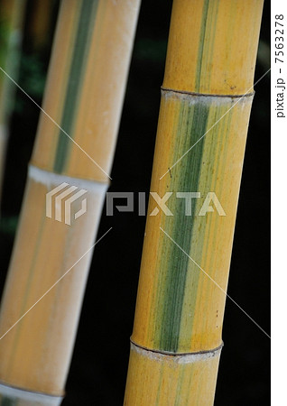 キンメイチク 7563278