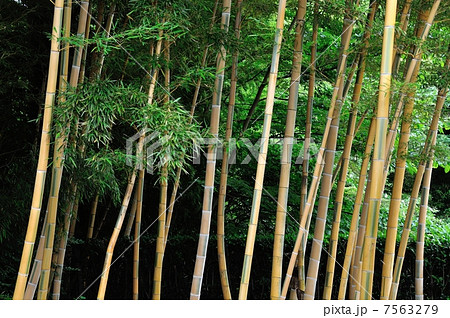 キンメイチク 7563279