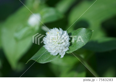 白いのに千日紅 7563283