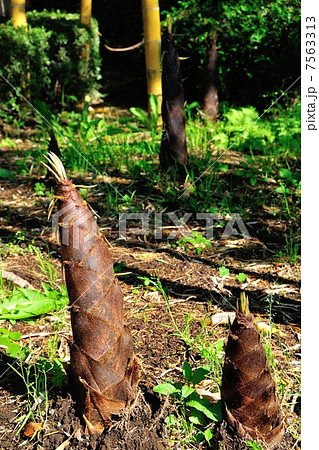 キンメイチクの竹の子 7563313