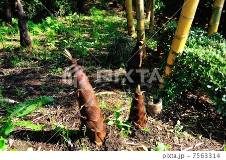 キンメイチクの竹の子 7563314