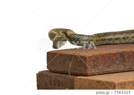 アオダイショウ 7563325