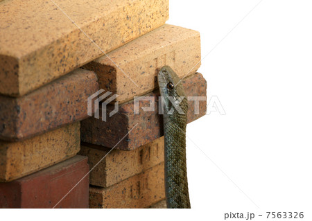 アオダイショウ 7563326