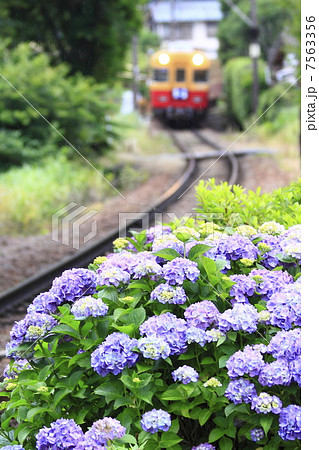 初夏のローカル線 初夏のローカル線 7563356