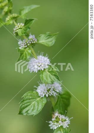日本薄荷 ニホンハッカと申します。 日本薄荷 ニホンハッカと申します。 7563360