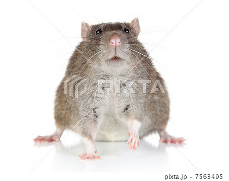 Rat on white background 7563495