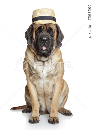 English Mastiff dog in hat English Mastiff dog in hat 7563500