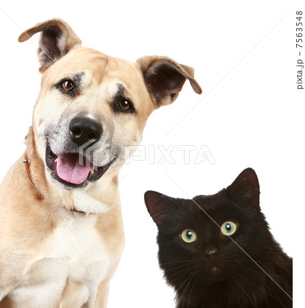 Close-up portrait of a cat and dog Close-up portrait of a cat and dog 7563548