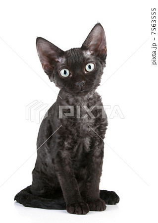 Devon-Rex breed black cat 7563555