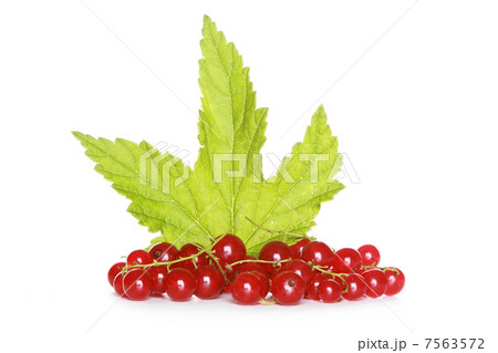 Red currant with green sheet 7563572