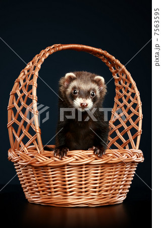 Ferret in wattled basket 7563595