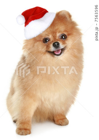 Funny spitz-dog in santa red hat 7563596