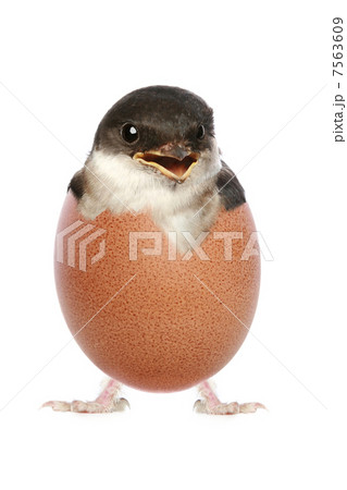 Happy baby bird hatched from egg Happy baby bird hatched from egg 7563609