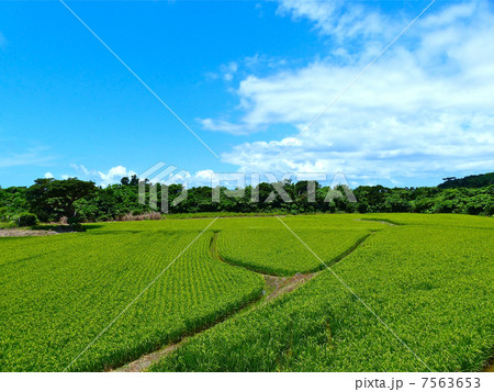 たんぼ 7563653