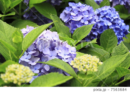 紫陽花 7563684