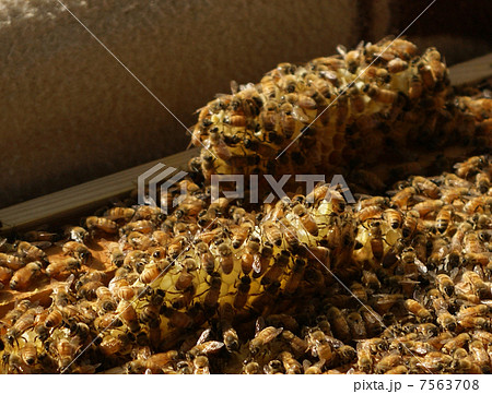 ハチの巣箱　養蜂 7563708