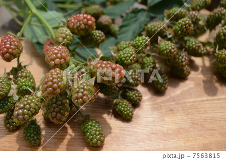 ブラックベリー 7563815