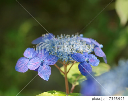 ヤマアジサイ（日向紺青） 7563995