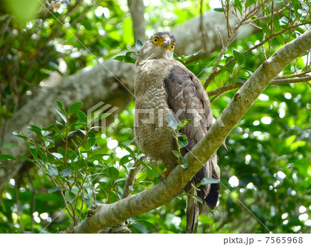 カンムリワシ カンムリワシ 7565968