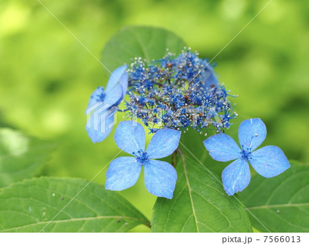 ヤマアジサイ（黒姫） 7566013