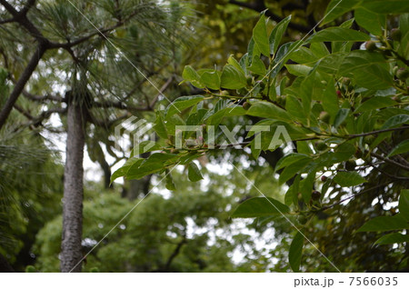 イヌビワ 7566035