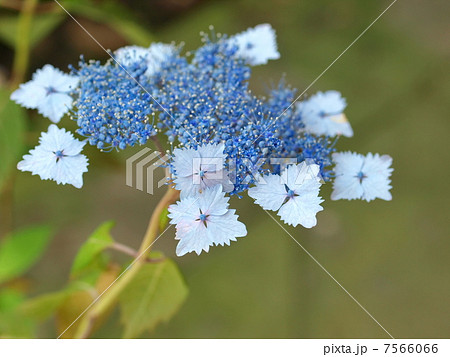 ヤマアジサイ(ナデシコ) ヤマアジサイ(ナデシコ) 7566066
