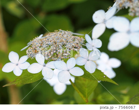 ヤマアジサイ(ティアラ) ヤマアジサイ(ティアラ) 7566067