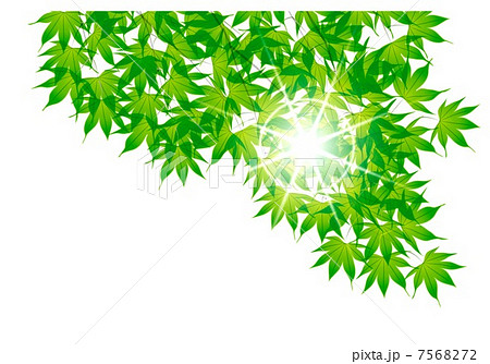 夏の楓と木漏れ日のイラスト素材 7568272 Pixta
