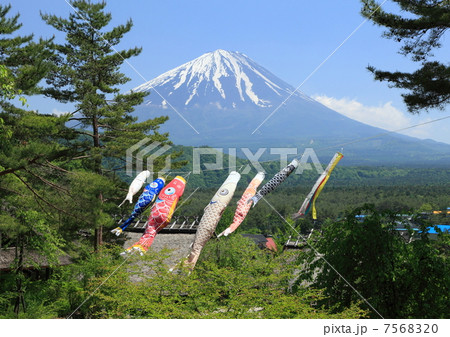 富士と鯉のぼり 7568320