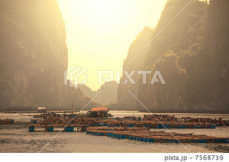 Halong 7568739