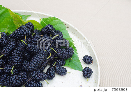 おいしいぞ完熟マルベリー おいしいぞ完熟マルベリー 7568903