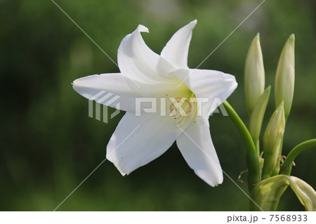 爽やかな鉄砲百合 爽やかな鉄砲百合 7568933