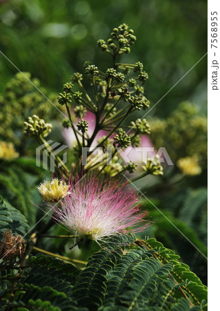 合歓の花 7568955