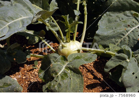 野菜畑のコールラビ 野菜畑のコールラビ 7568960