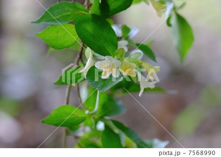 ツクバネウツギ 7568990