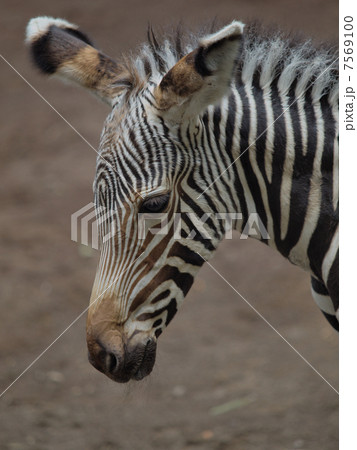 グレビーシマウマの赤ちゃんの顔 7569100