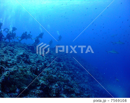 グレイリーフシャーク メジロザメ科 サメ パラオ共和国 パラオ ミクロネシア ダイビング グレイリーフシャーク メジロザメ科 サメ パラオ共和国 パラオ ミクロネシア ダイビング 7569108