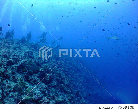 グレイリーフシャーク メジロザメ科 サメ パラオ共和国 パラオ ミクロネシア ダイビング グレイリーフシャーク メジロザメ科 サメ パラオ共和国 パラオ ミクロネシア ダイビング 7569109