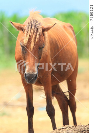 宮古島の馬 7569121