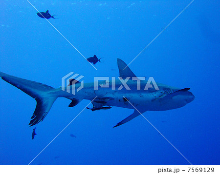 グレイリーフシャーク メジロザメ科 サメ パラオ共和国 パラオ ミクロネシア ダイビングの写真素材