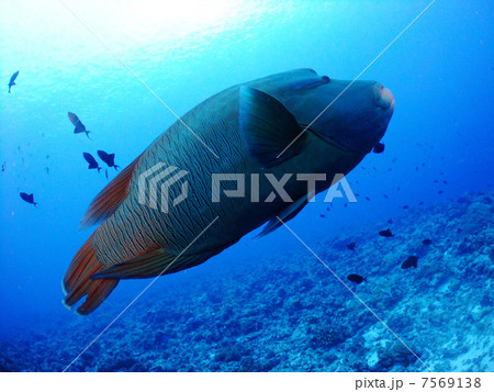 ナポレオンフィッシュ　メガネモチノウオ　パラオ　ミクロネシア　海外　ダイビング 7569138