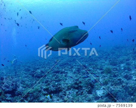 ナポレオンフィッシュ　メガネモチノウオ　パラオ　ミクロネシア　海外　ダイビング 7569139